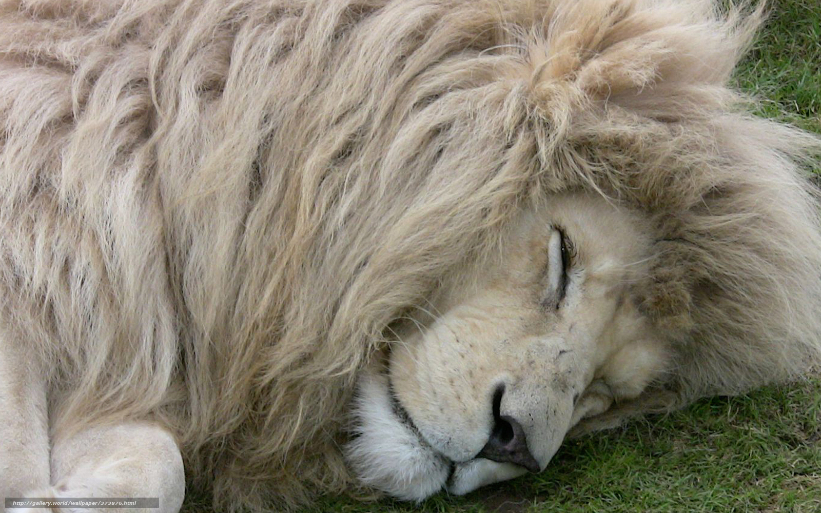 Wutend Lowe Hd Wallpaper Lowe Haar Felidae Grosse Katzen Tierwelt 627840 Wallpaperuse