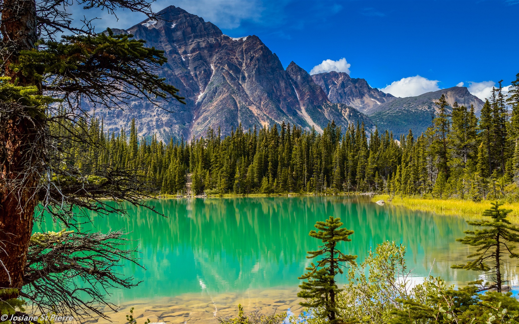 tapete paisagem,natürliche landschaft,natur,larix lyalliisubalpin lärche,berg,see