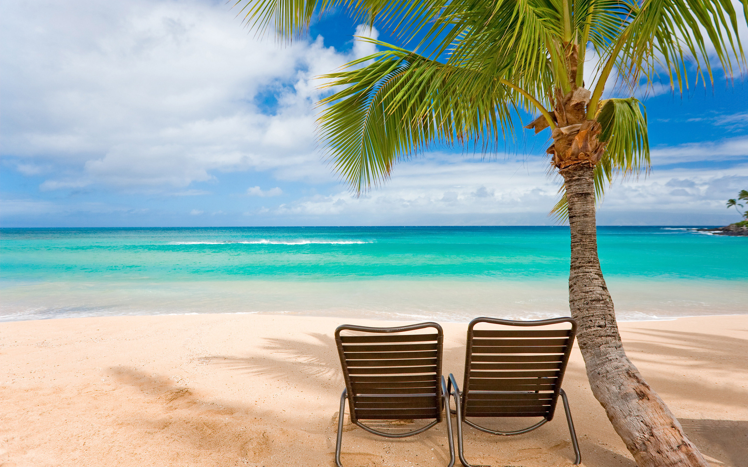 beach scene wallpaper,vacation,tropics,caribbean,tree,shore