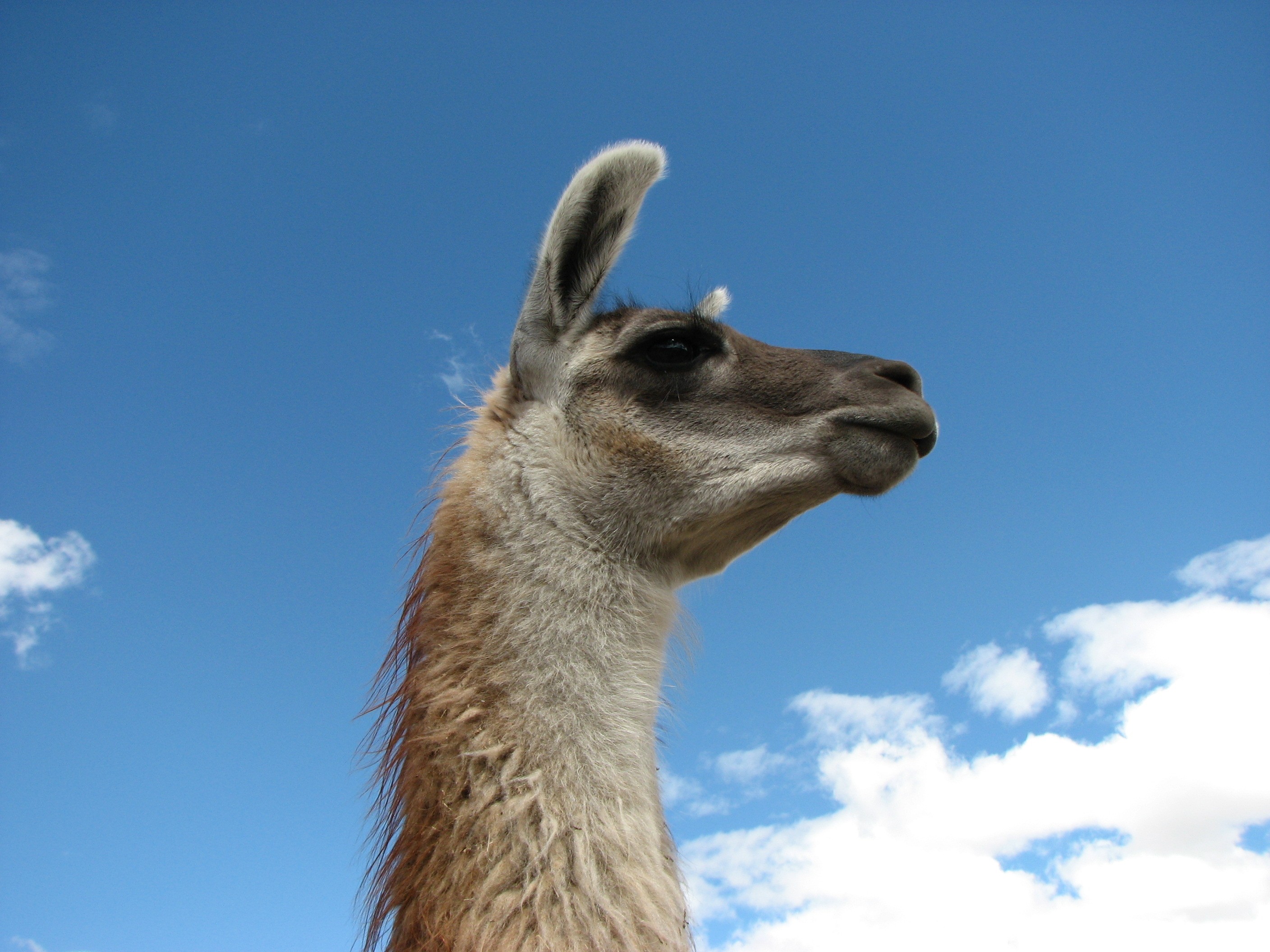 llama wallpaper,vertebrate,guanaco,llama,terrestrial animal,camelid