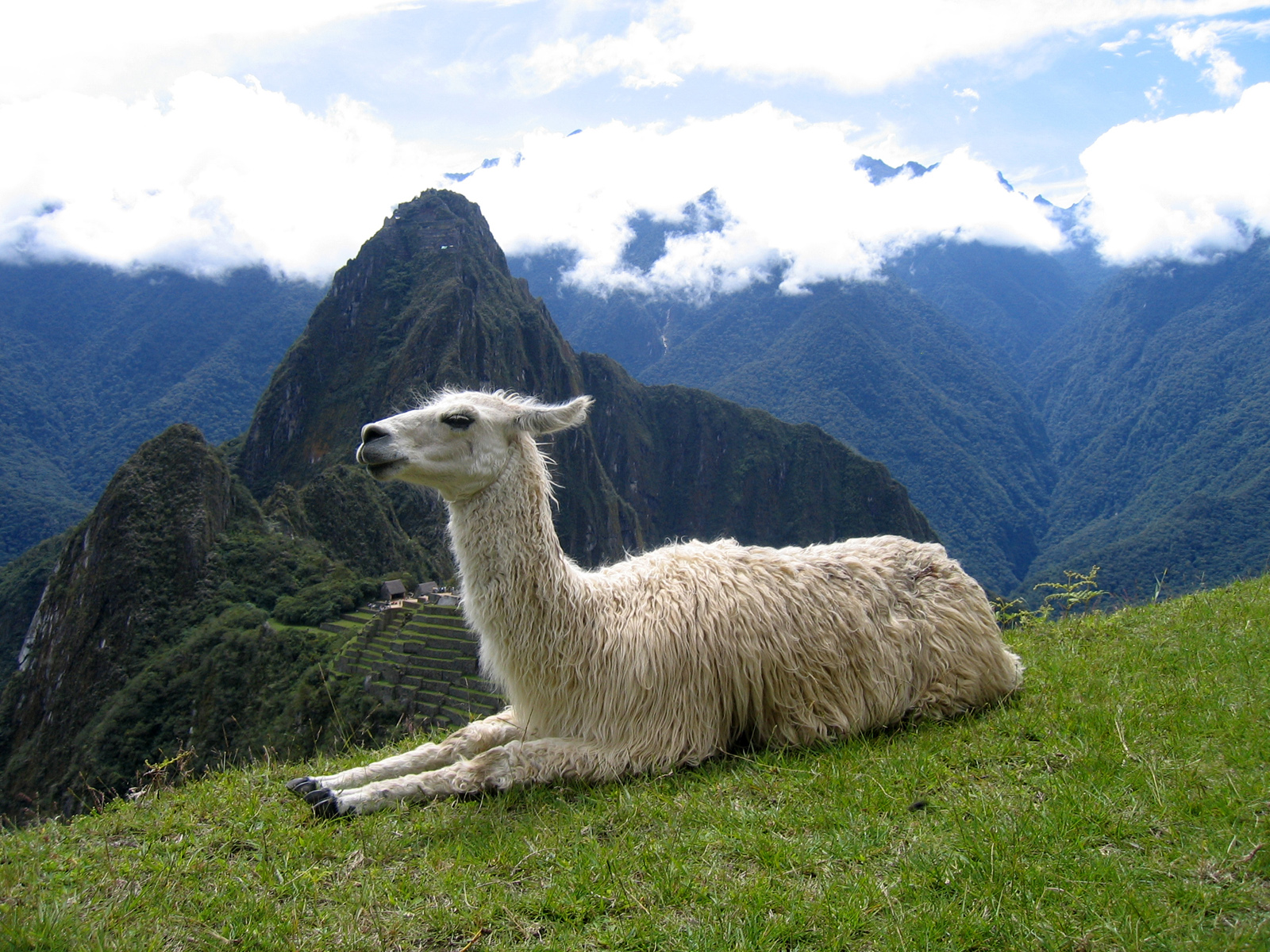 llama wallpaper,llama,vertebrate,alpaca,guanaco,highland