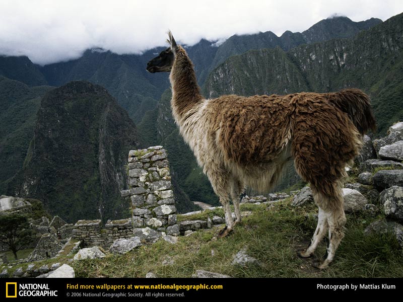 llama wallpaper,llama,alpaca,animal terrestre,lama