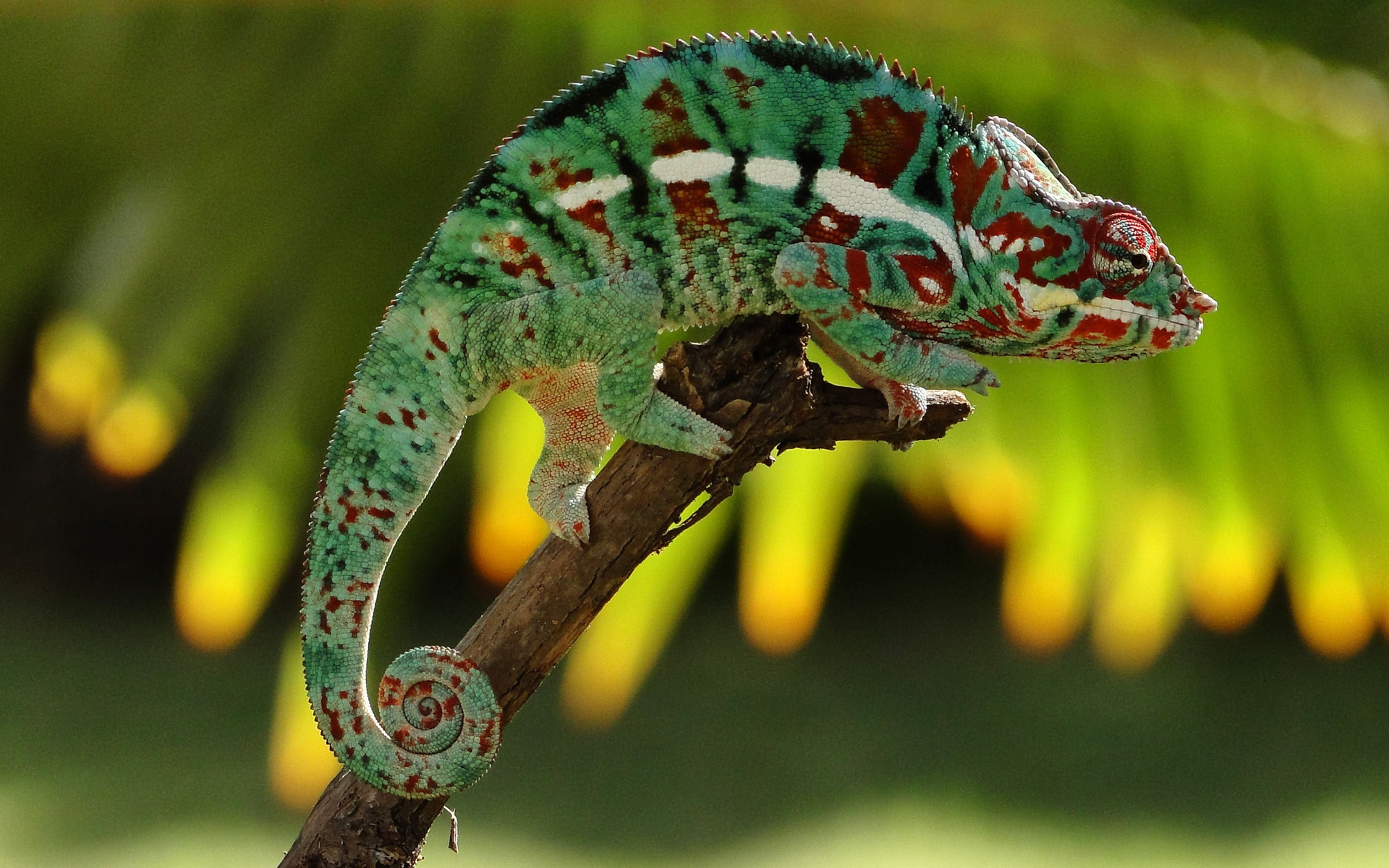 chameleon wallpaper,chameleon,reptile,lizard,iguania,common chameleon