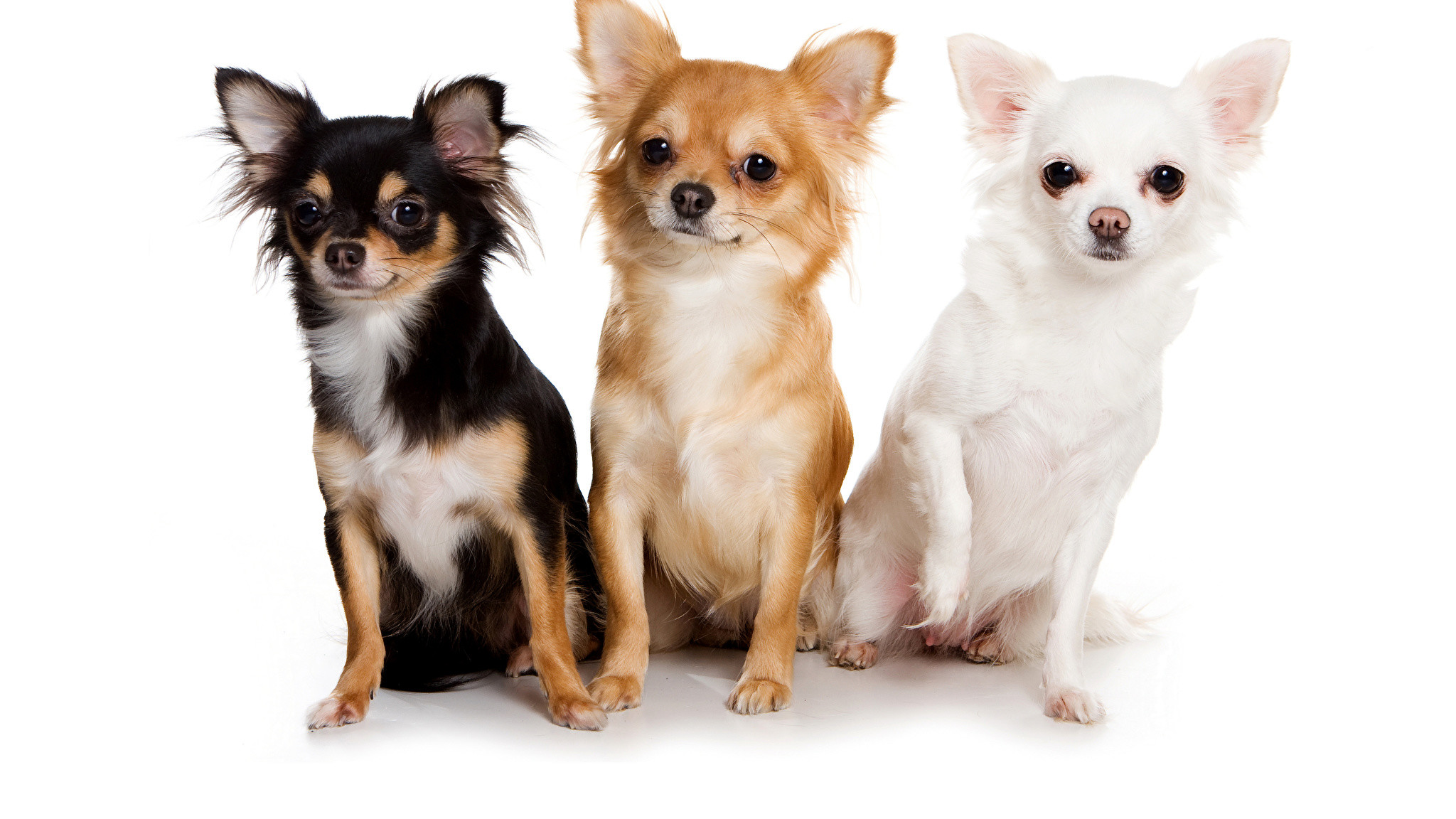 chihuahua wallpaper,dog,mammal,vertebrate,dog breed,canidae