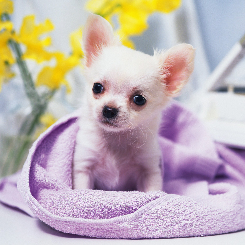 chihuahua wallpaper,mammal,vertebrate,dog,canidae,puppy