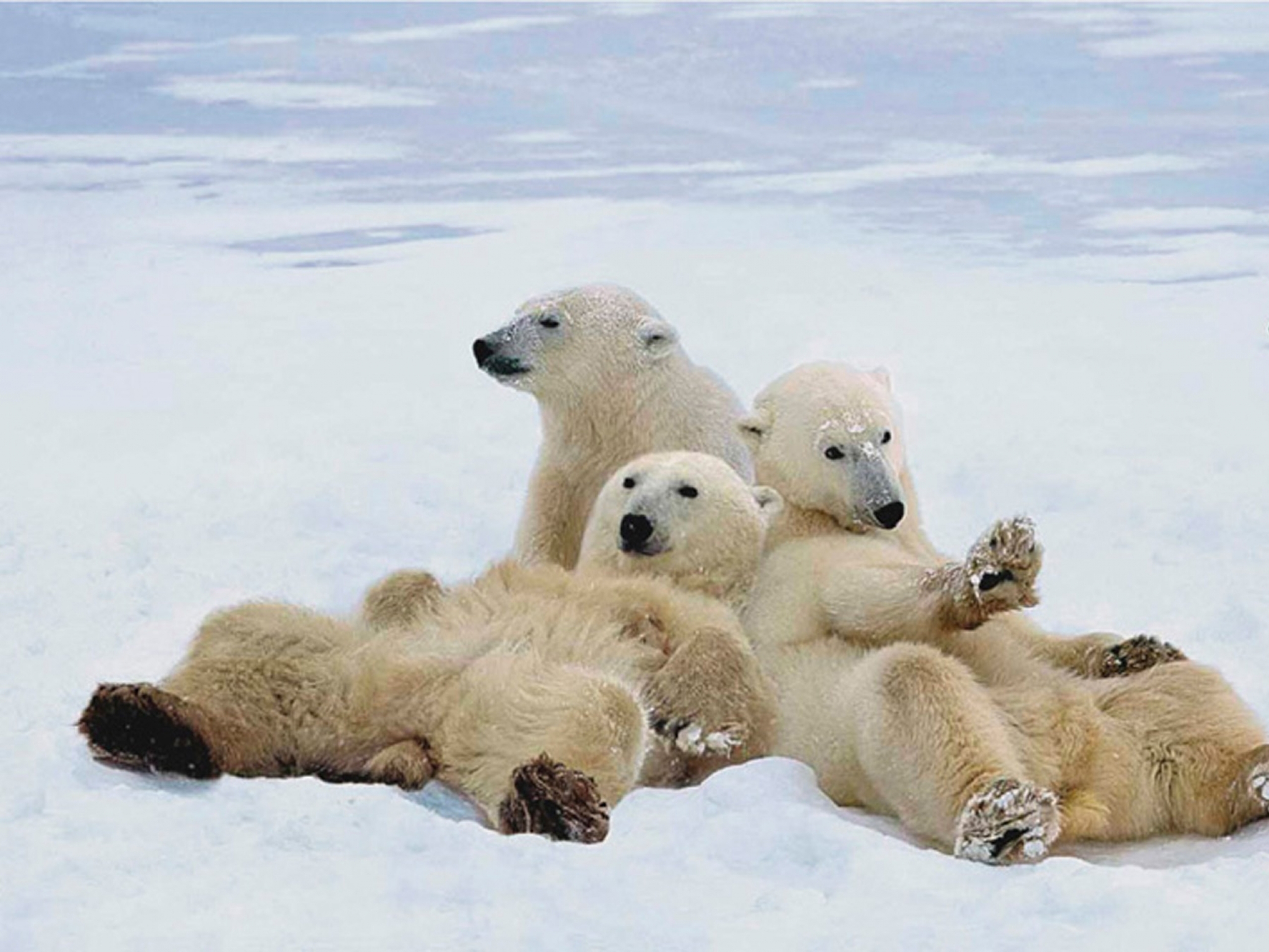 シロクマの壁紙,シロクマ,くま,シロクマ,陸生動物