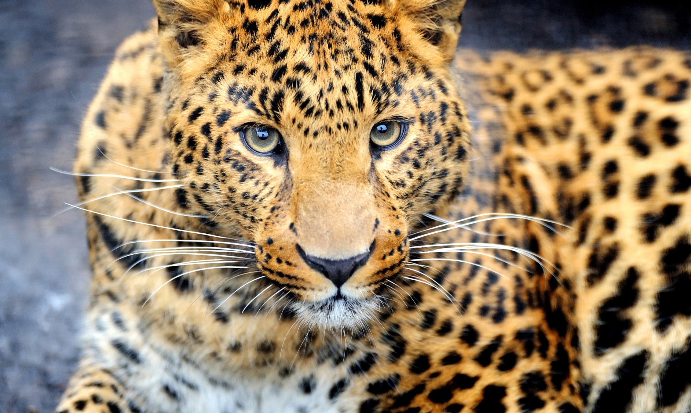 野生動物の壁紙,陸生動物,野生動物,ヒョウ,ひげ,ジャガー