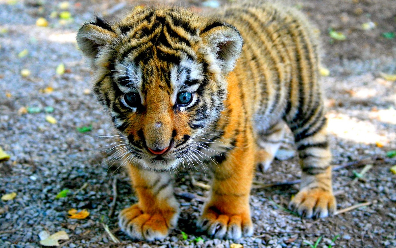 descargar fondos de animales,tigre,animal terrestre,fauna silvestre,tigre de bengala,felidae