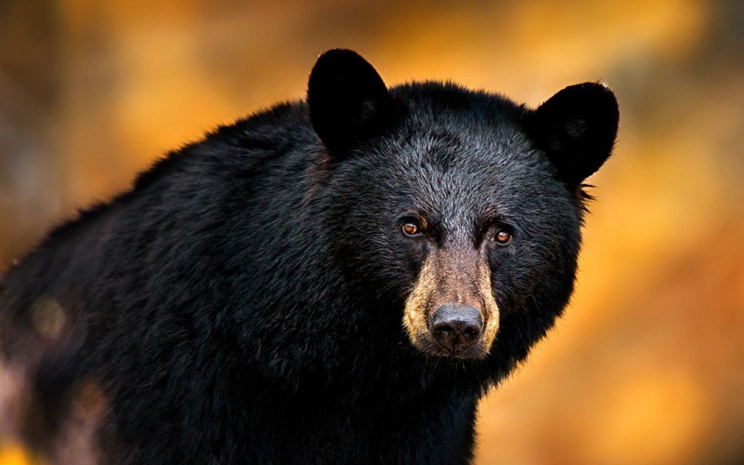 carta da parati blackbear,orso,animale terrestre,orso nero americano,natura,grugno