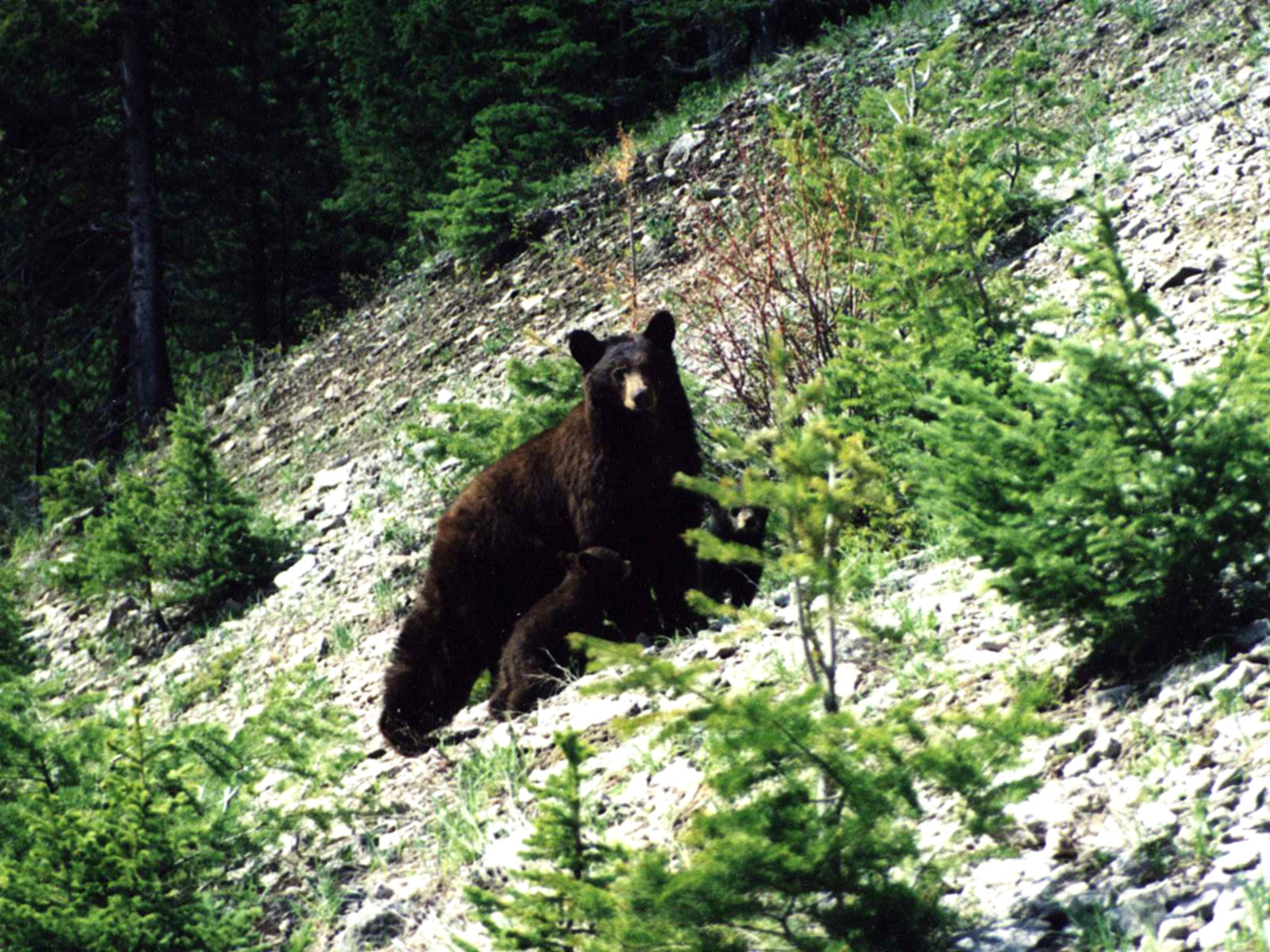Black Bear Mt Lemmon WallpaperUse