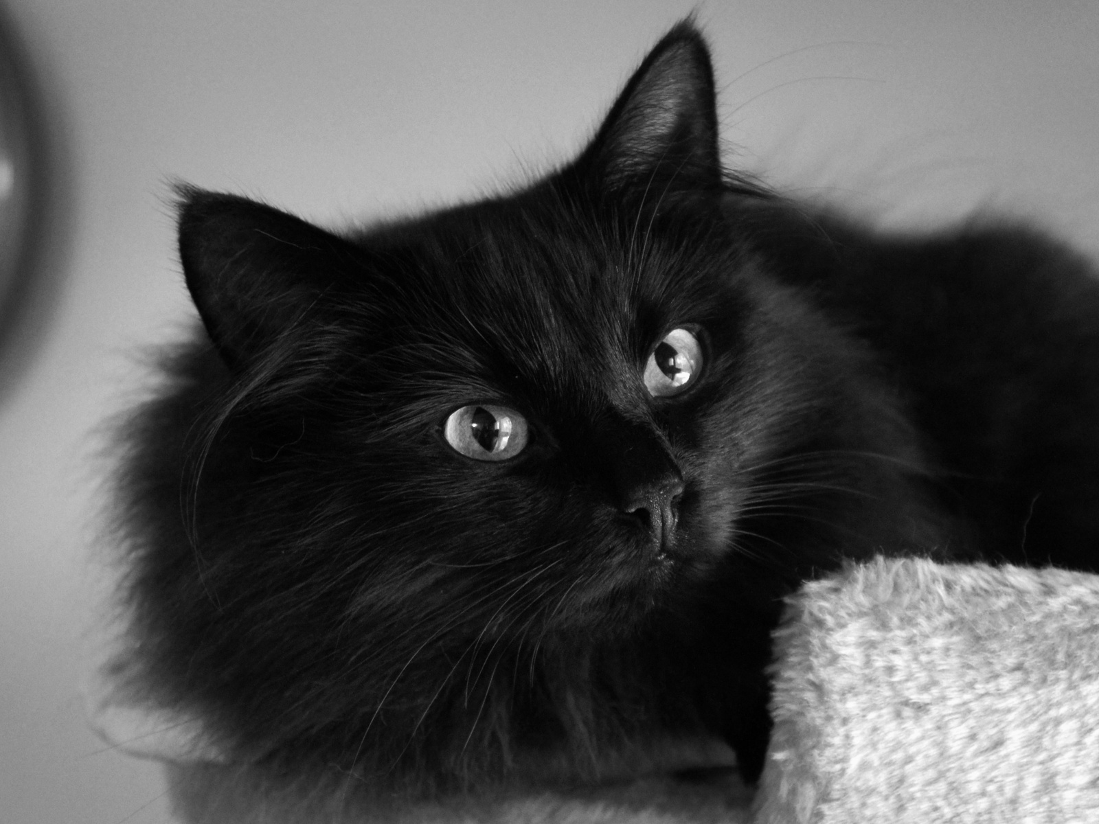 검은 고양이 벽지,고양이,검은 고양이,중소형 고양이,검정,구레나룻
