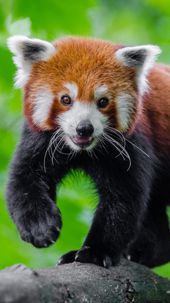 fond d'écran panda iphone,panda rouge,animal terrestre,moustaches,museau,faune