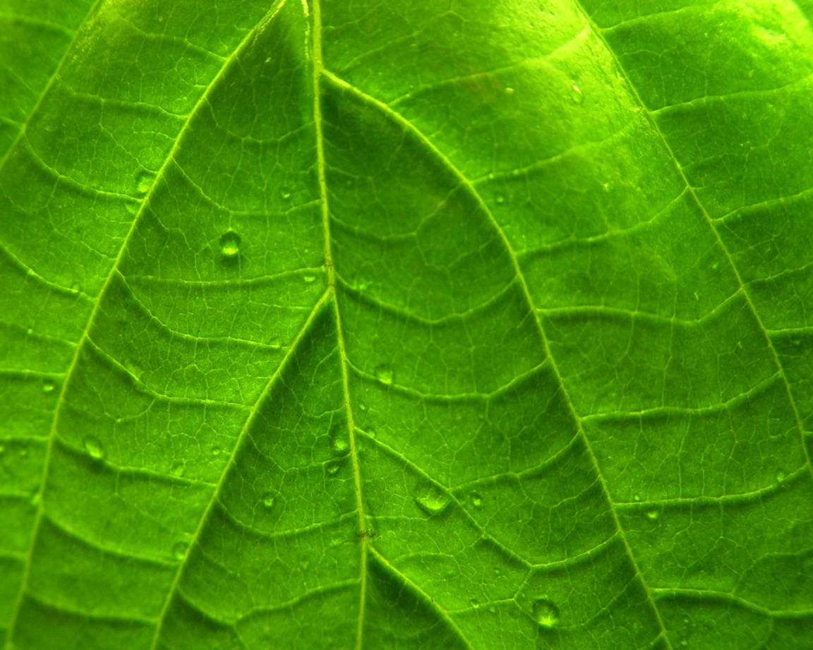 fondo de pantalla de hoja verde,hoja,verde,planta,flor,de cerca