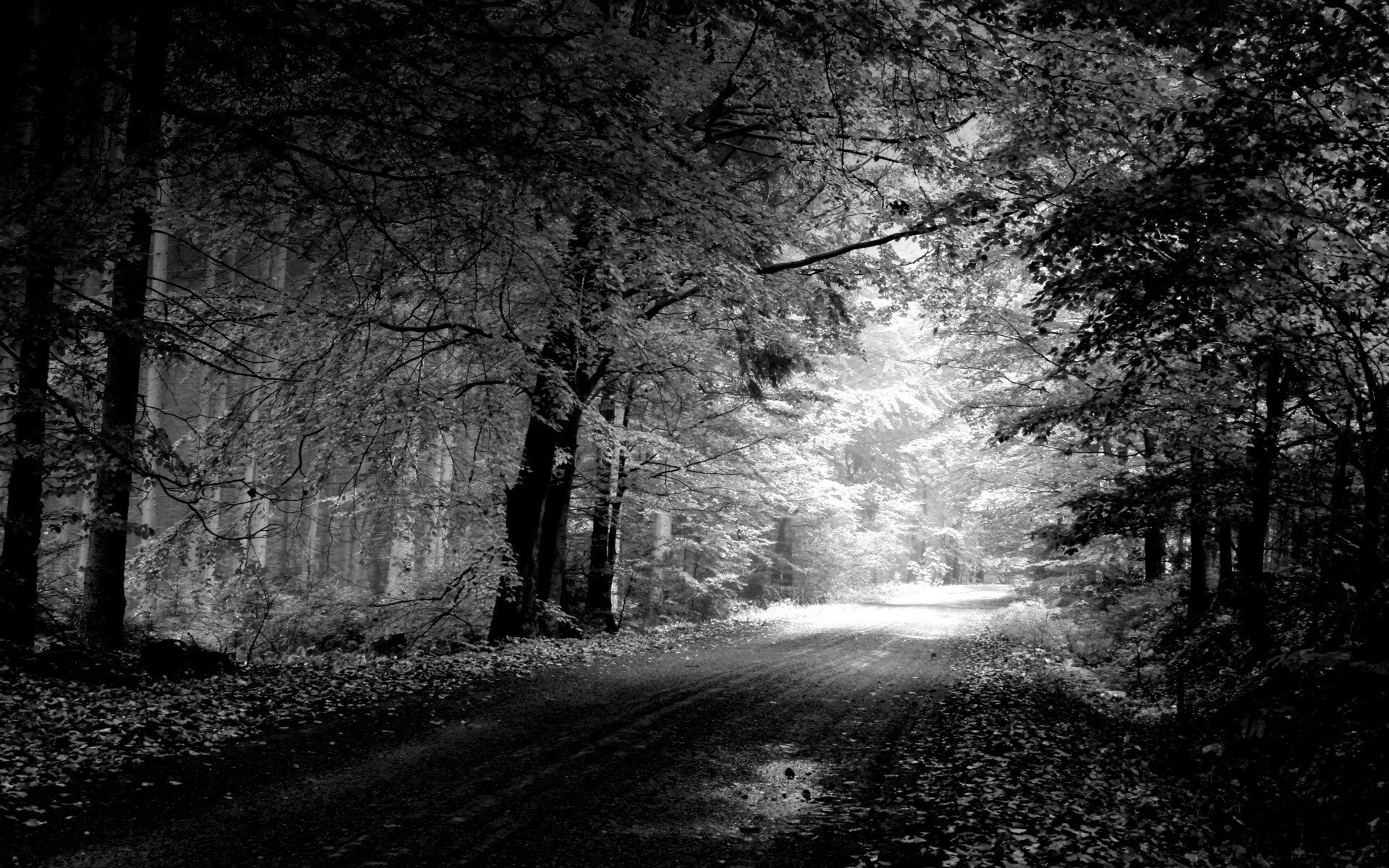 monochrome tapete,natur,baum,natürliche landschaft,schwarz,schwarz und weiß