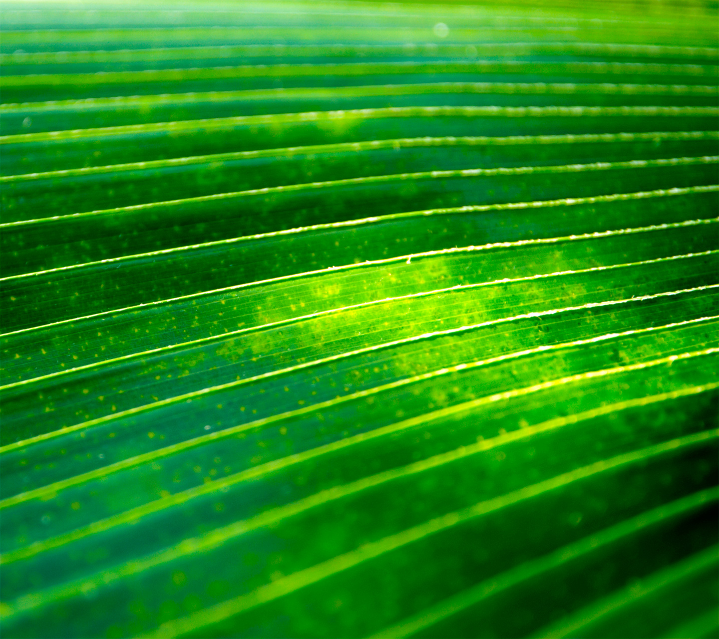 fondo de pantalla zip,verde,hoja,de cerca,línea,planta