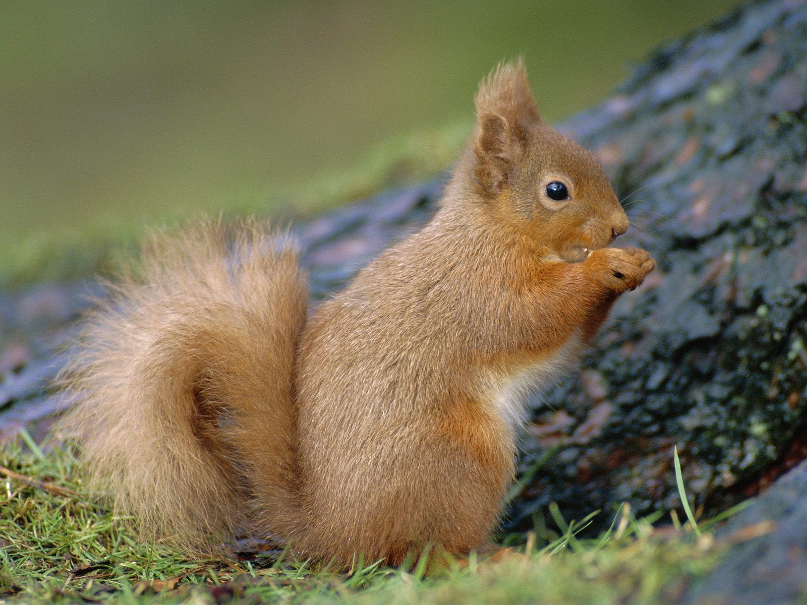 carta da parati scoiattolo,scoiattolo,scoiattolo rosso eurasiatico,scoiattolo volpe,natura,barba