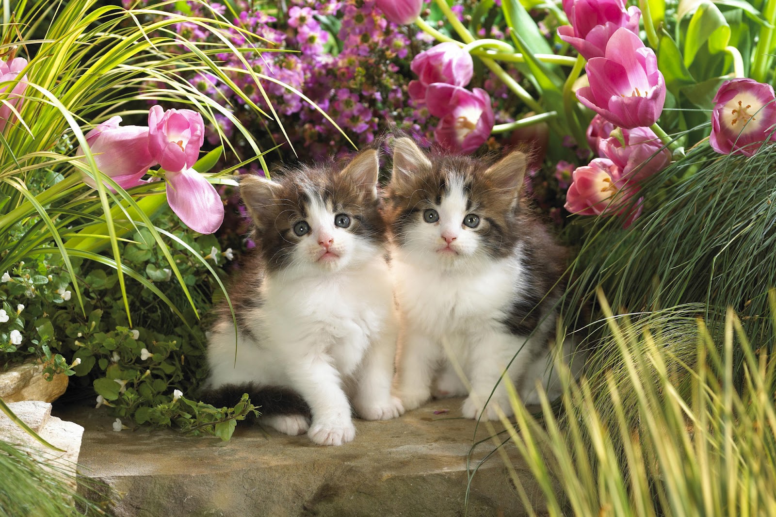gatos fondos de pantalla hermosa,gato,gatos pequeños a medianos,felidae,bigotes,planta