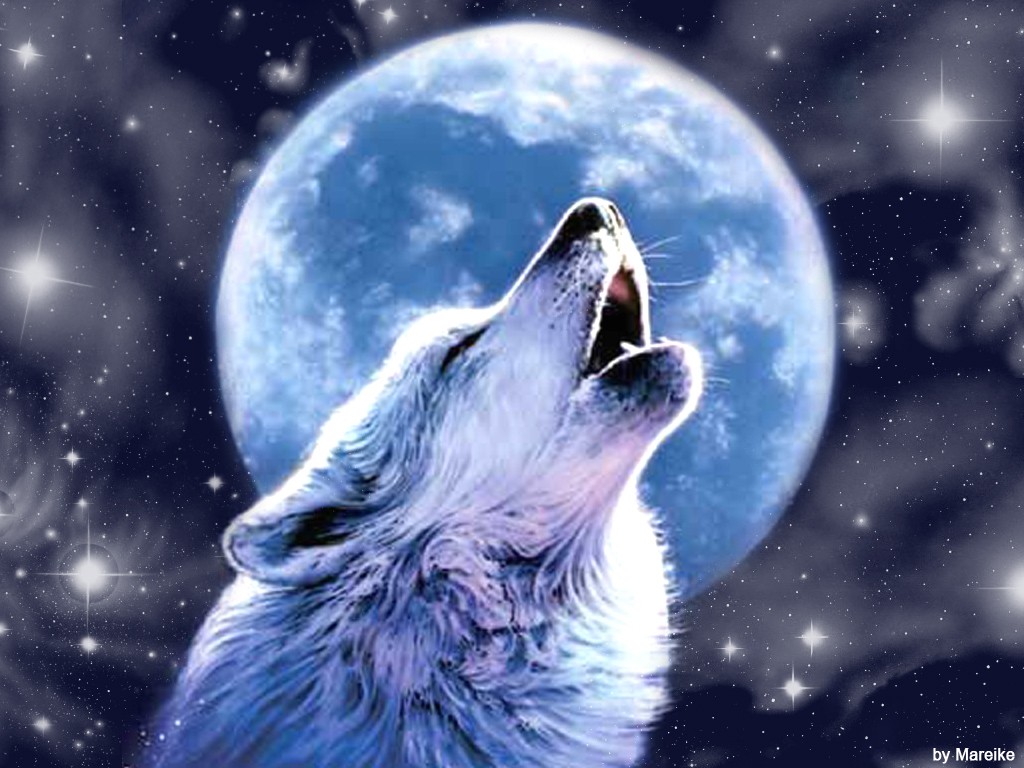 애니메이션 늑대 바탕 화면,늑대,하늘,달,월광,개