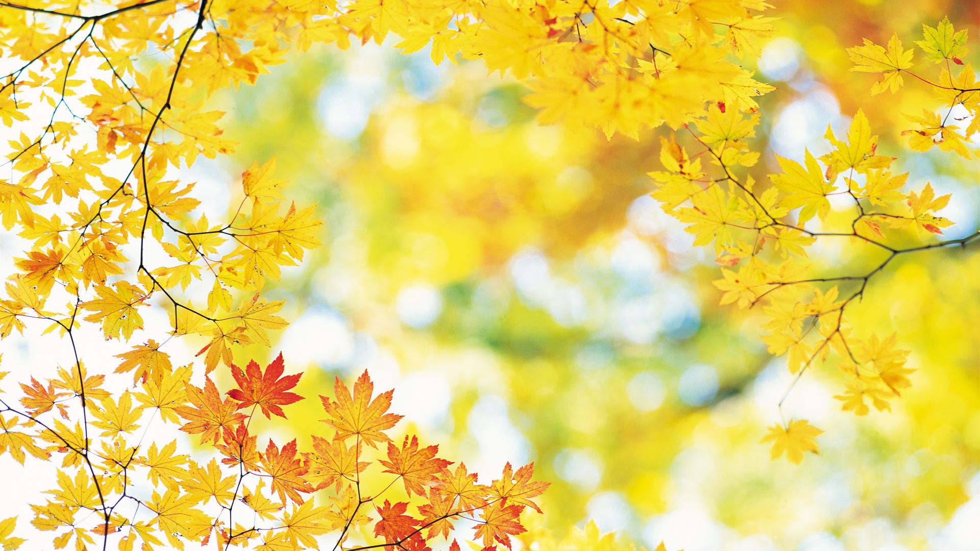 hojas de otoño fondo de pantalla,árbol,hoja,amarillo,naturaleza,otoño