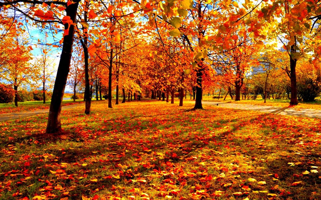 autumn leaves wallpaper,tree,natural landscape,leaf,deciduous,nature