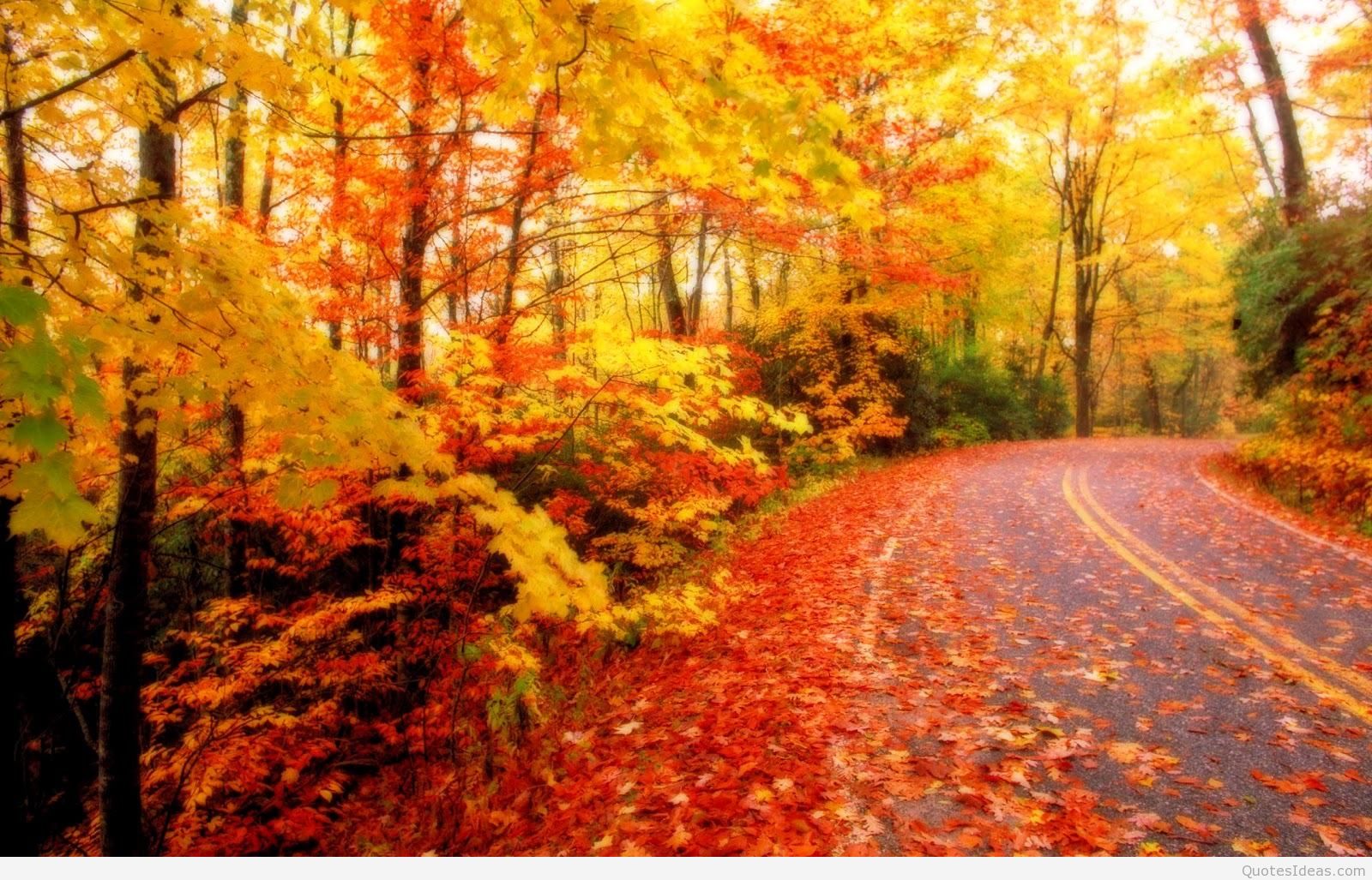 carta da parati foglie d'autunno,paesaggio naturale,albero,natura,foglia,autunno