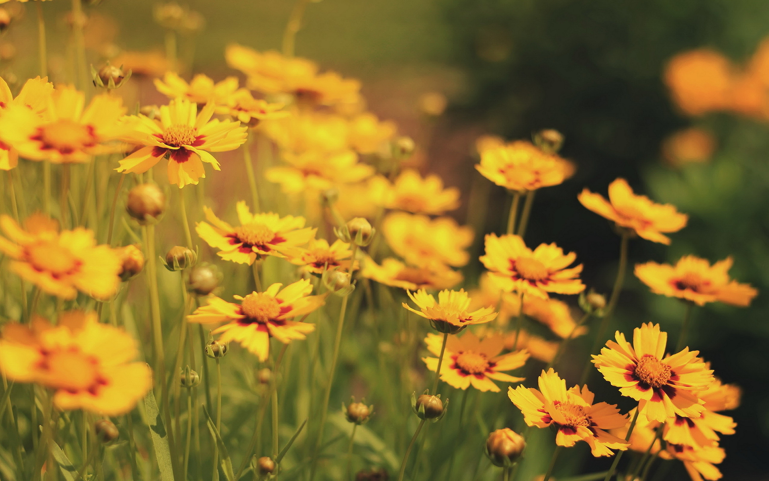 yellow flower wallpaper,flower,flowering plant,petal,yellow,plant