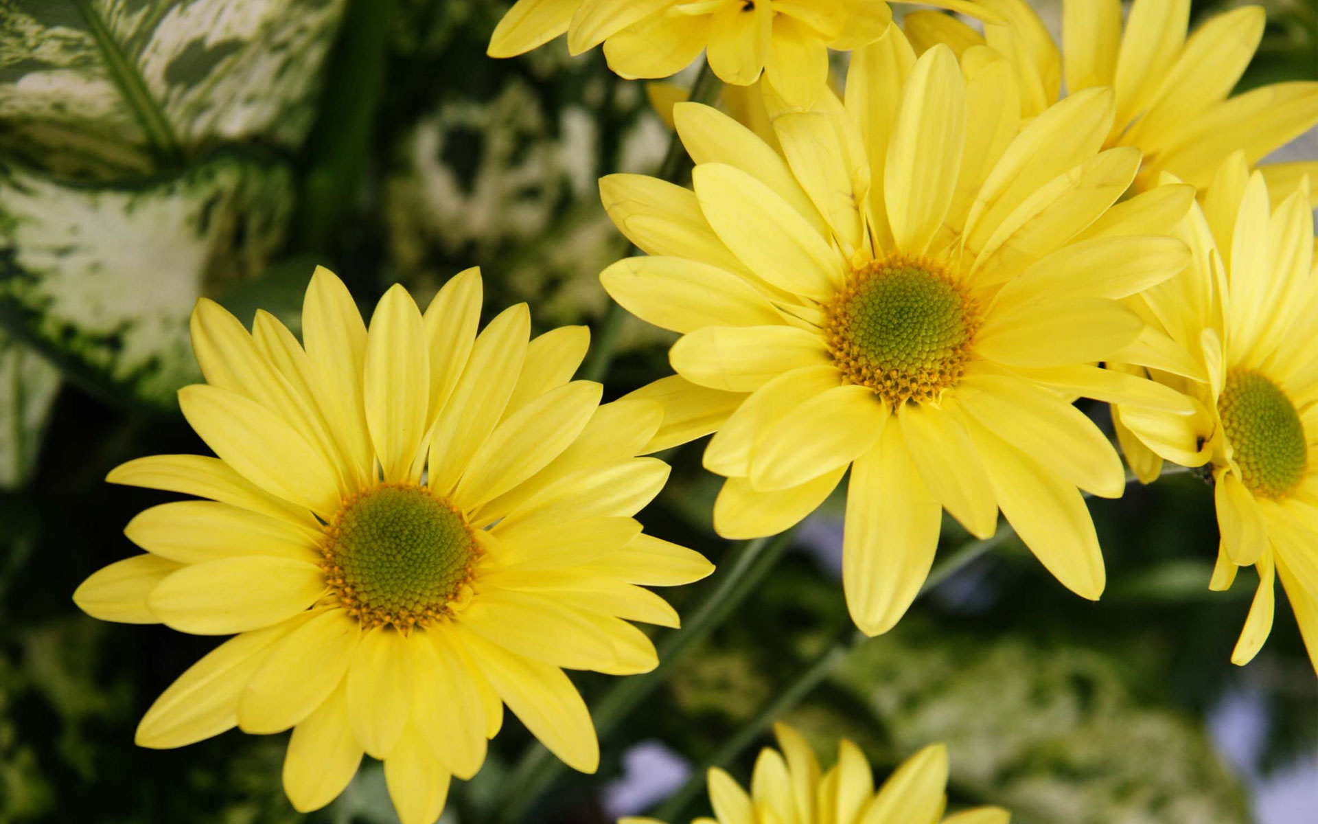 黄色の花の壁紙,花,開花植物,euryops pectinatus,マーガレットデイジー,工場