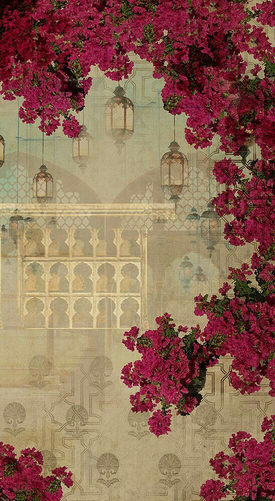 whatsapp 이슬람 벽지,부겐빌레아,분홍,무늬,벽,꽃
