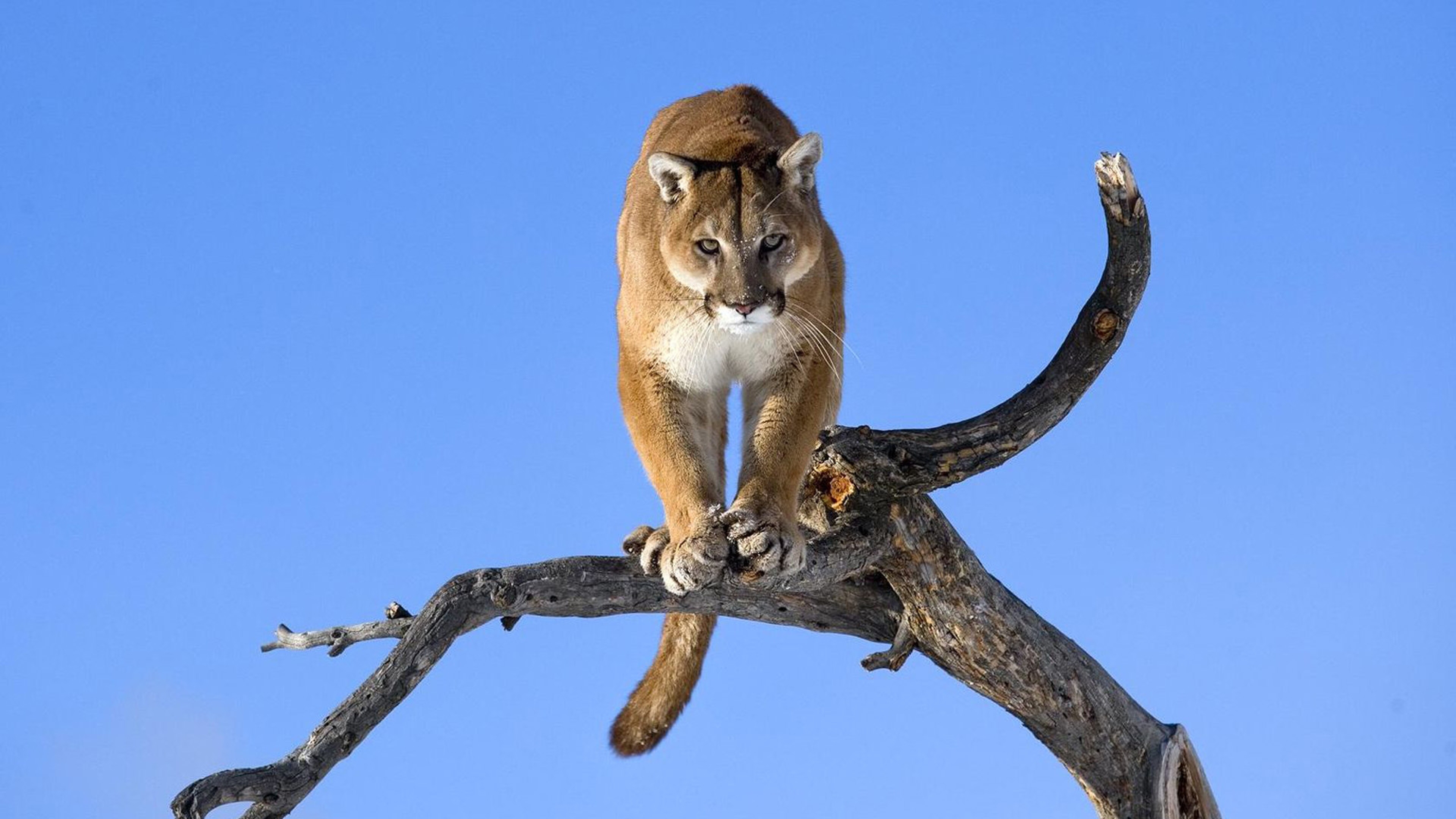 fond d'écran puma,faune,félidés,animal terrestre