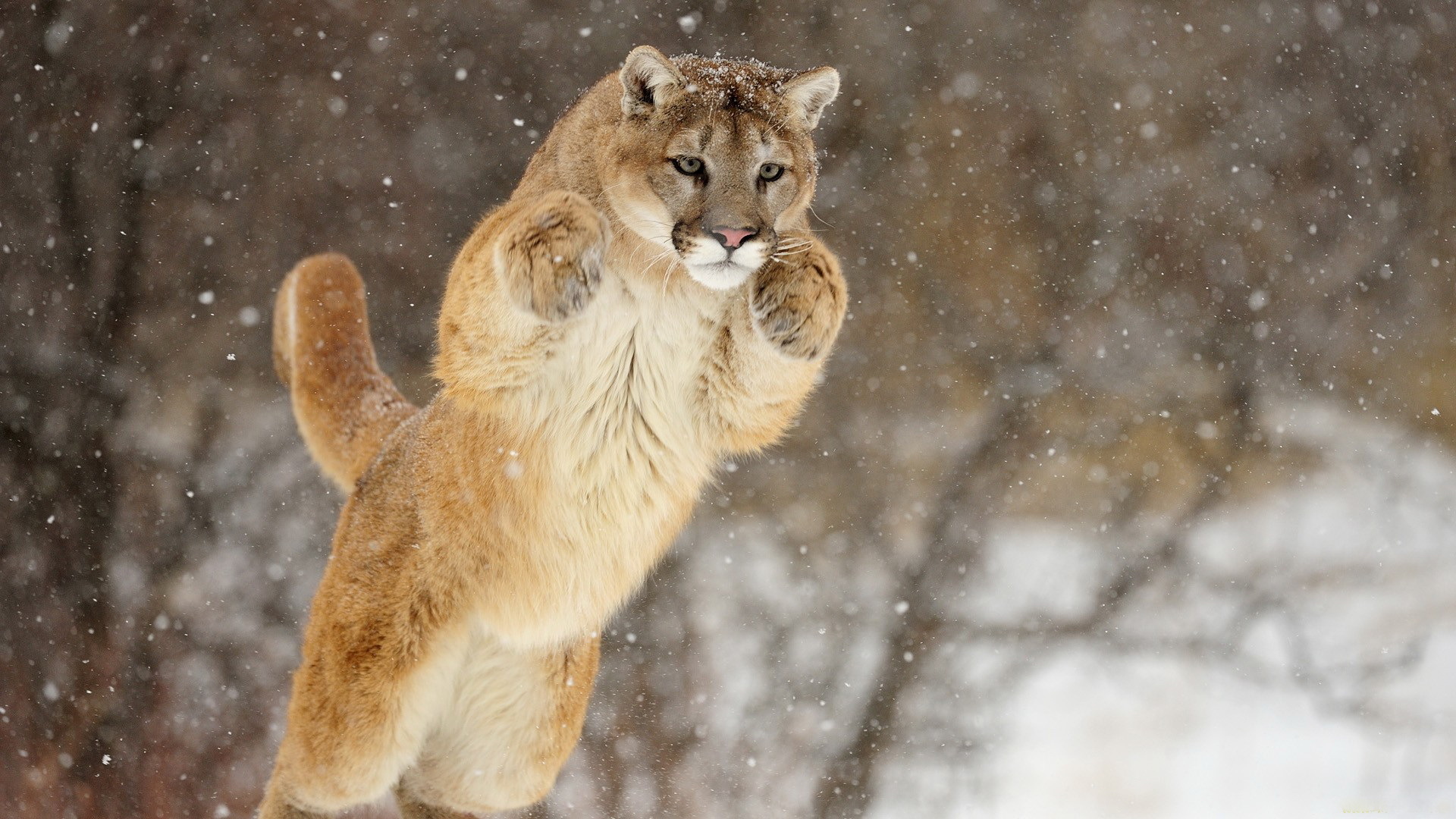 puma wallpaper,tierwelt,felidae,puma,puma,landtier