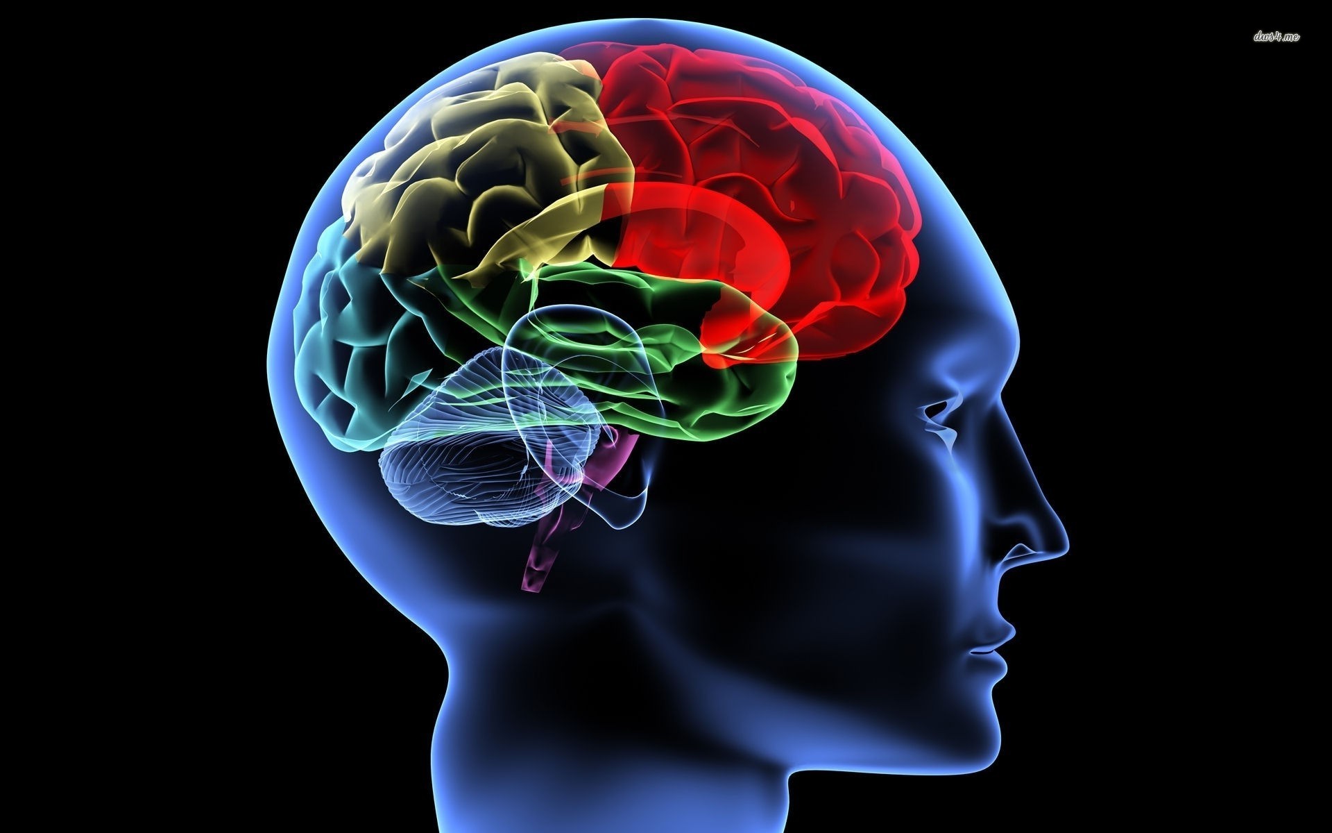 脳の壁紙,脳,脳,頭,医療の,人間