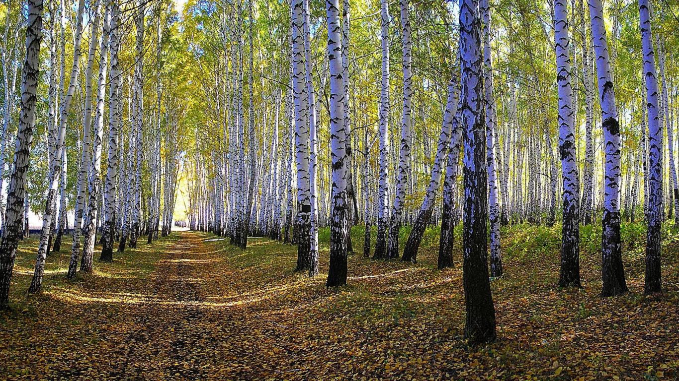 birkentapete,baum,wald,natur,natürliche landschaft,wald