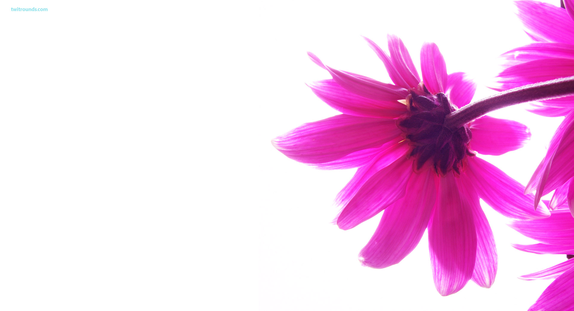 fondos de pantalla femeninos hd,pétalo,rosado,flor,violeta,planta