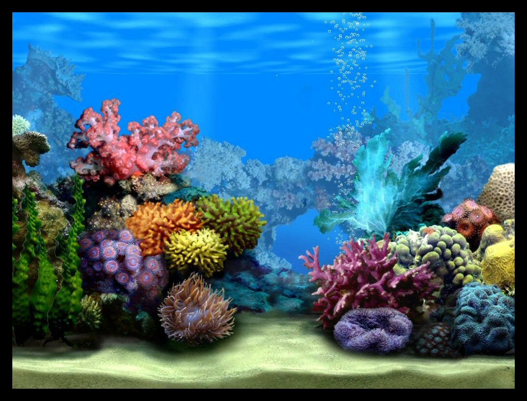fish tank wallpaper,reef,coral reef,natural environment,marine biology,nature