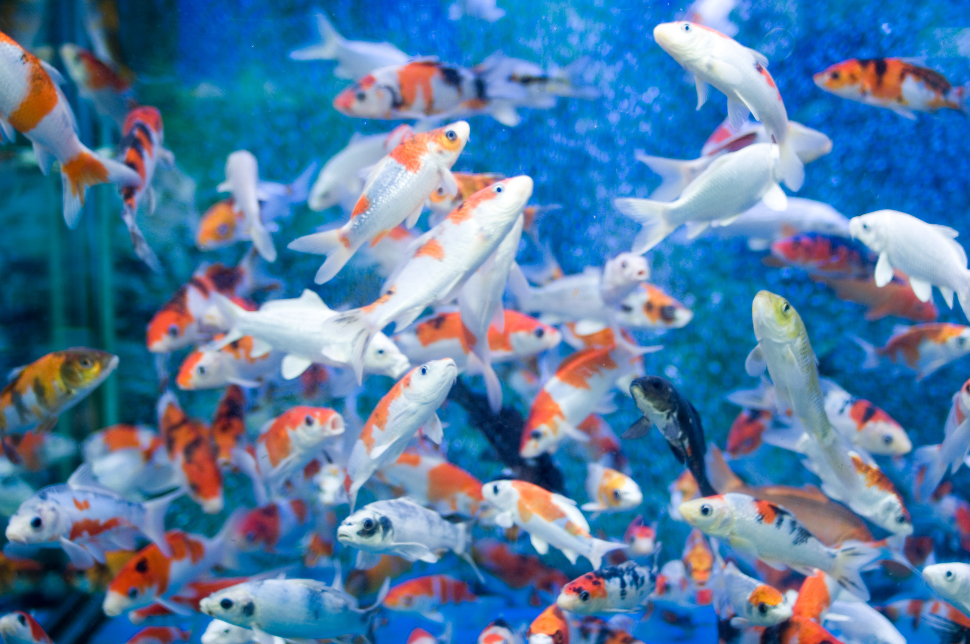 움직이는 물고기 벽지,물고기,잉어,물,푸른,금붕어