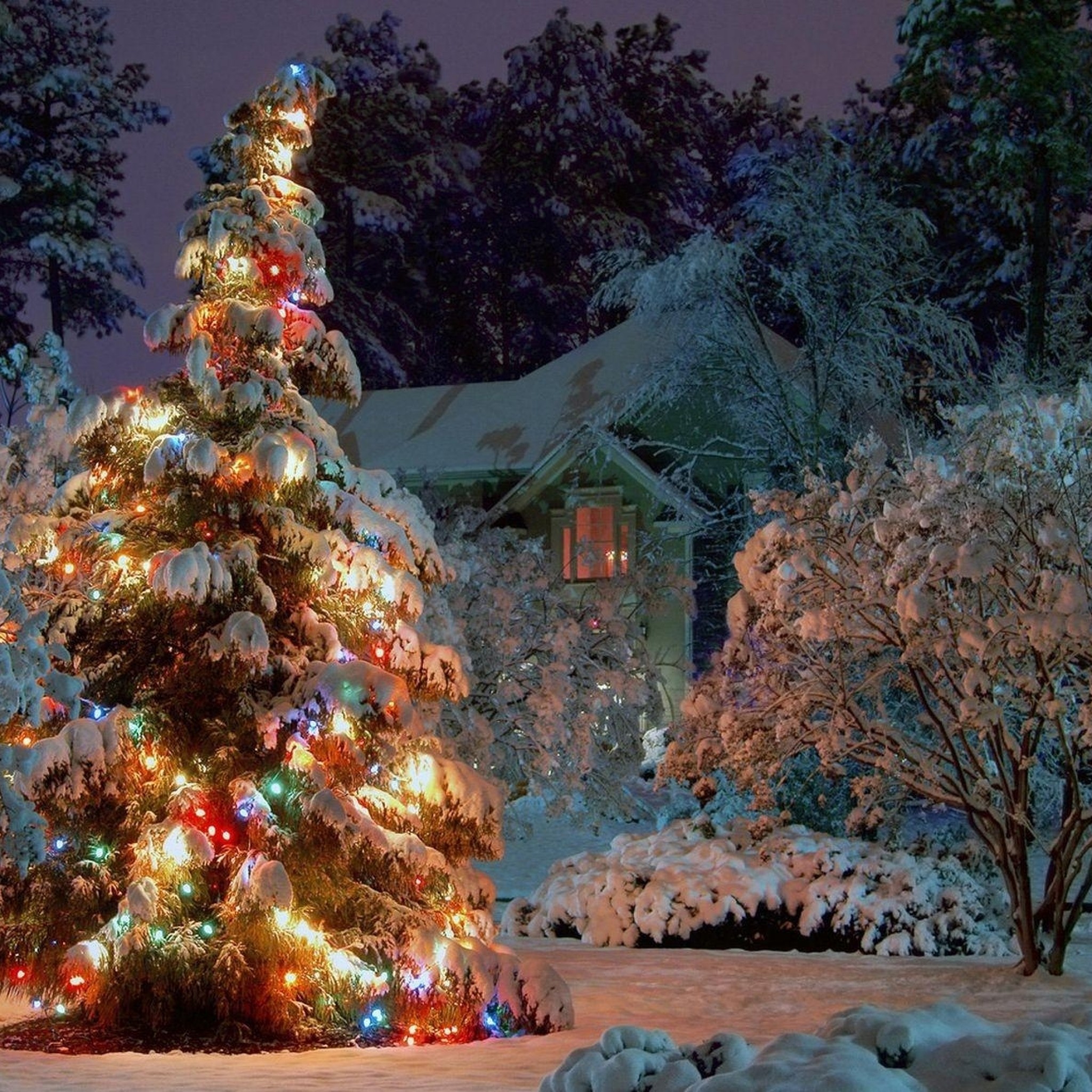 Tapeten Weihnachten weihnachtsbaum baum weihnachtsdekoration colorado Tapeten weihnachten weihnachtsbaum baum weihnachtsdekoration colorado