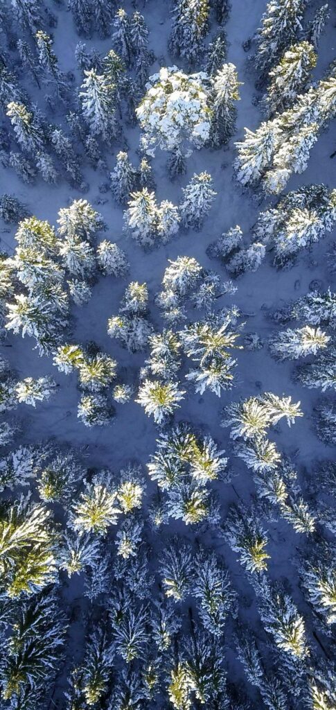 papel pintado soleado,azul,flor,planta,modelo,cielo