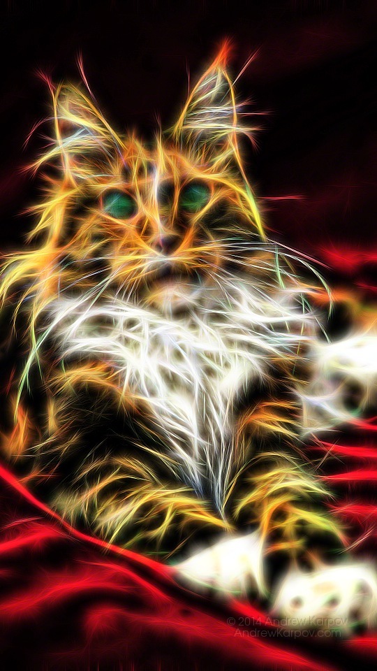 samsung hd hd wallpaper,gatto,barba,felidae,gatti di piccola e media taglia,gattino