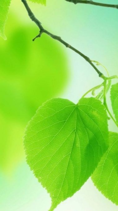 samsung galaxy j2 wallpaper hd,leaf,green,nature,tree,plant