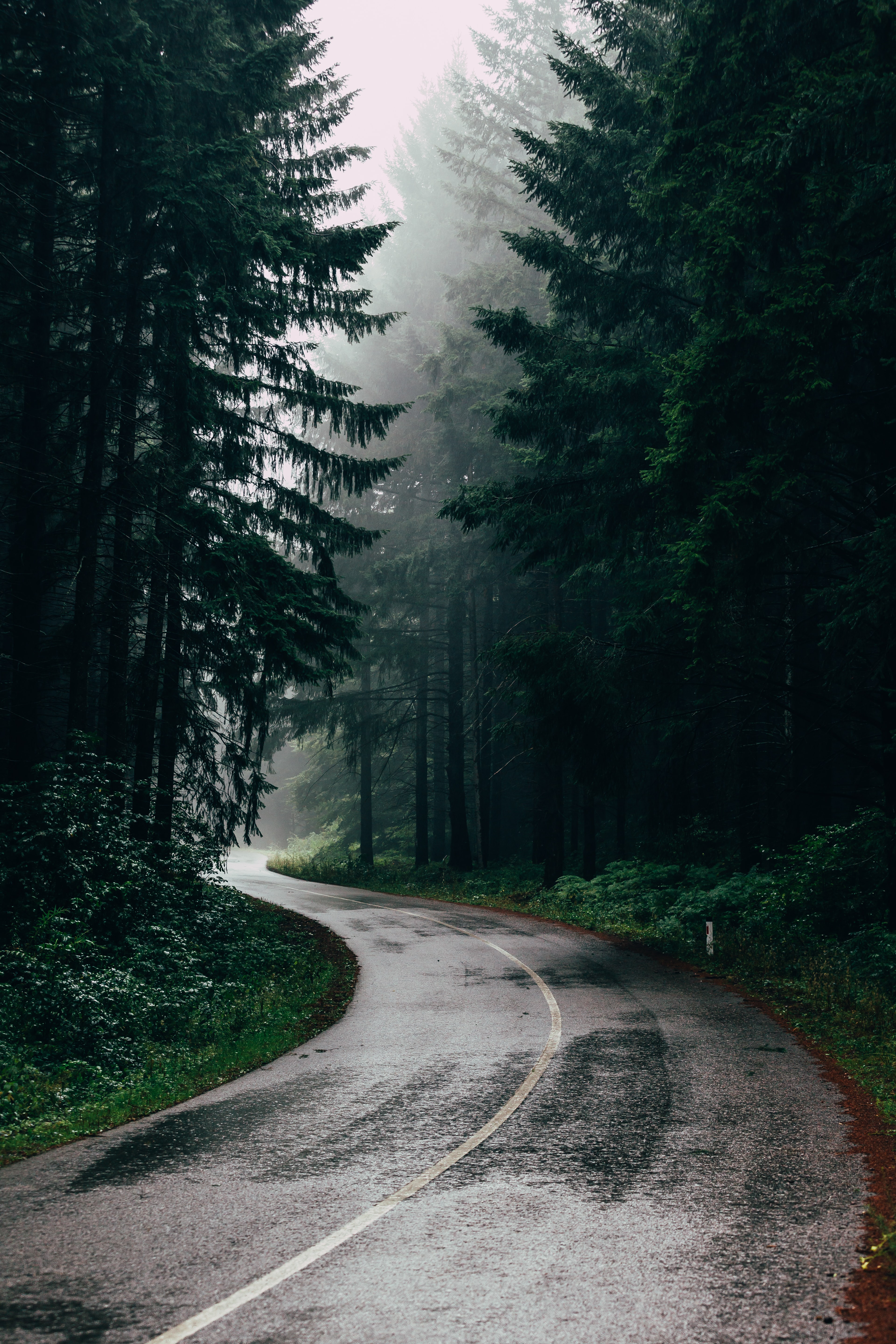 梅雨の壁紙,自然,木,自然の風景,道路,森林