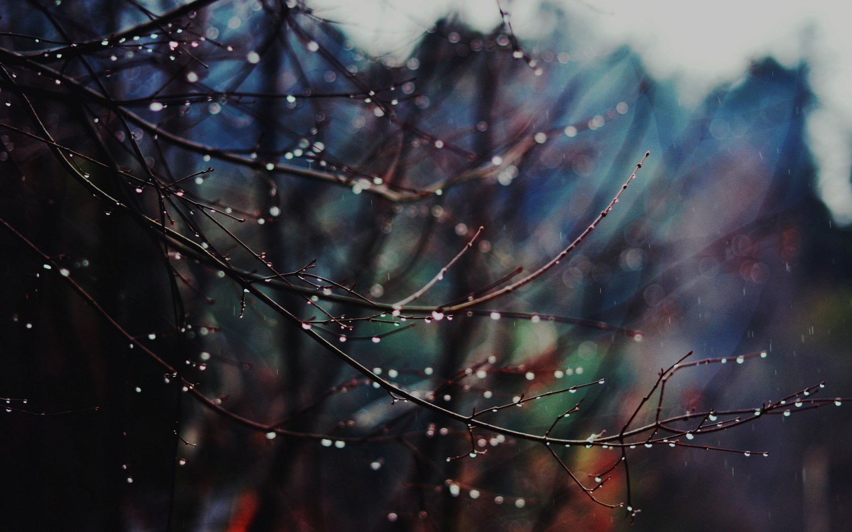 雨滴ライブ壁紙,水,自然,小枝,木,クモの巣