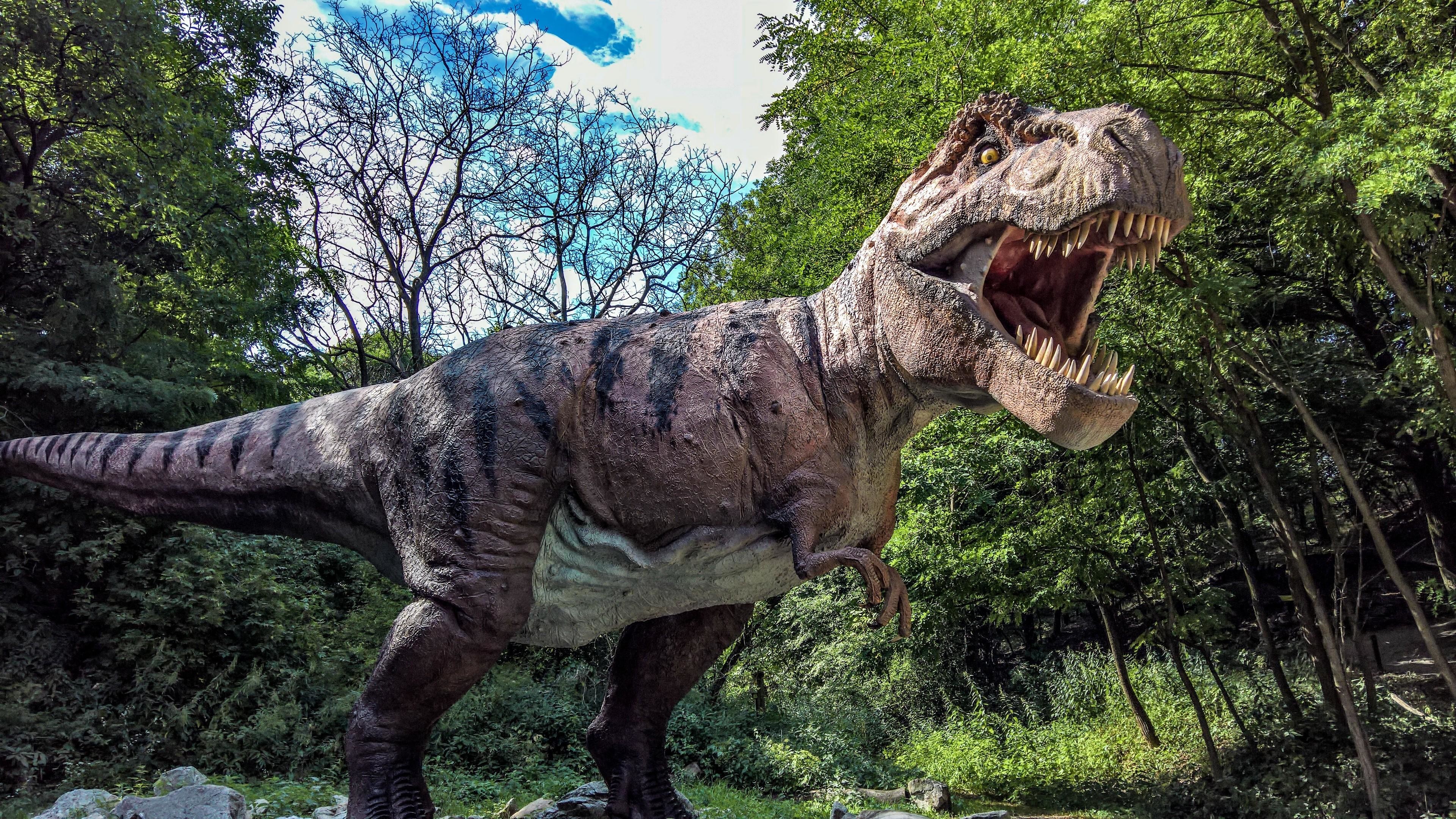 t rex wallpaper,dinosauro,tirannosauro,velociraptor,animale terrestre,parco nazionale