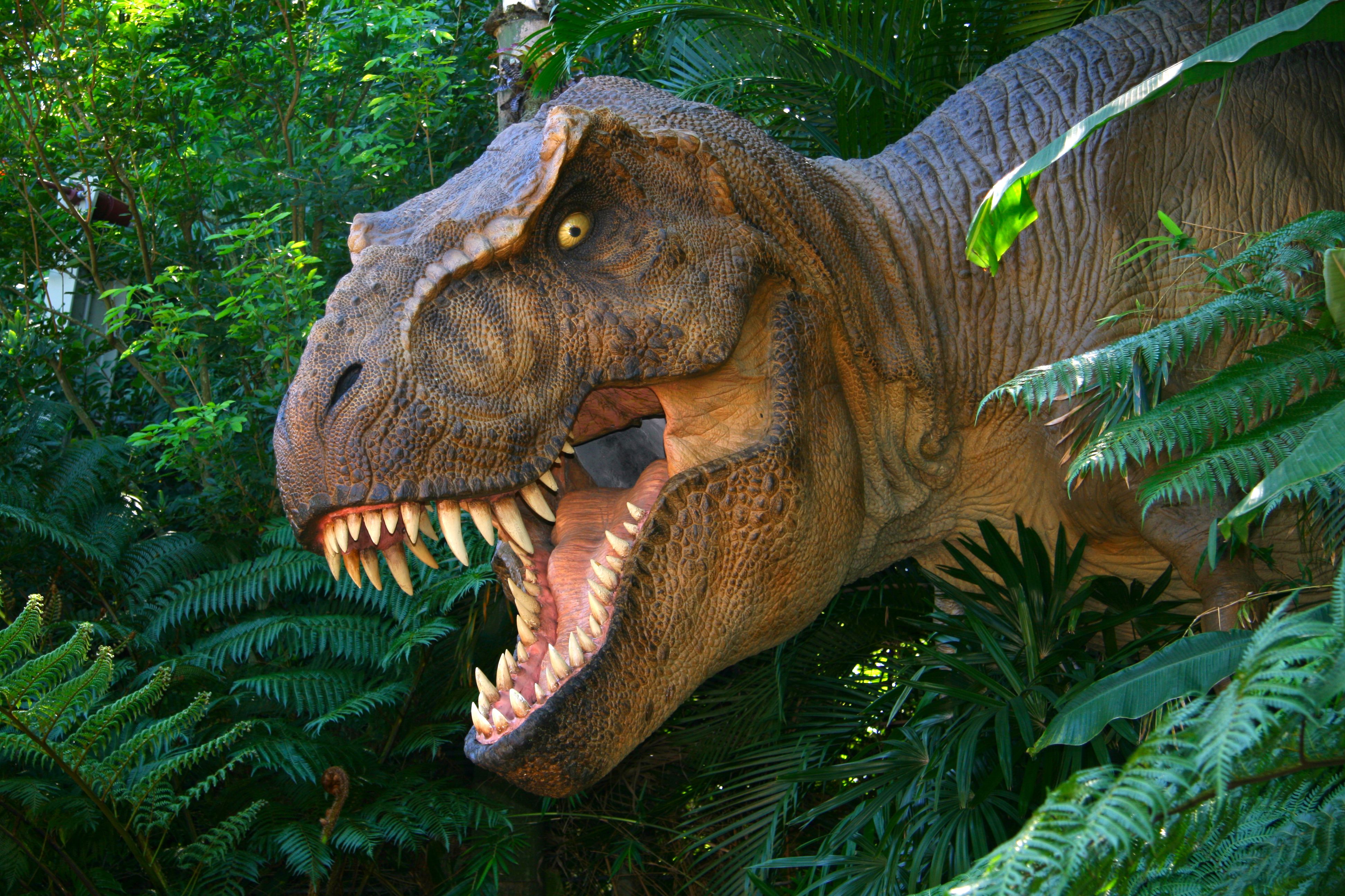 t rex wallpaper,dinosauro,tirannosauro,velociraptor,animale terrestre,giungla