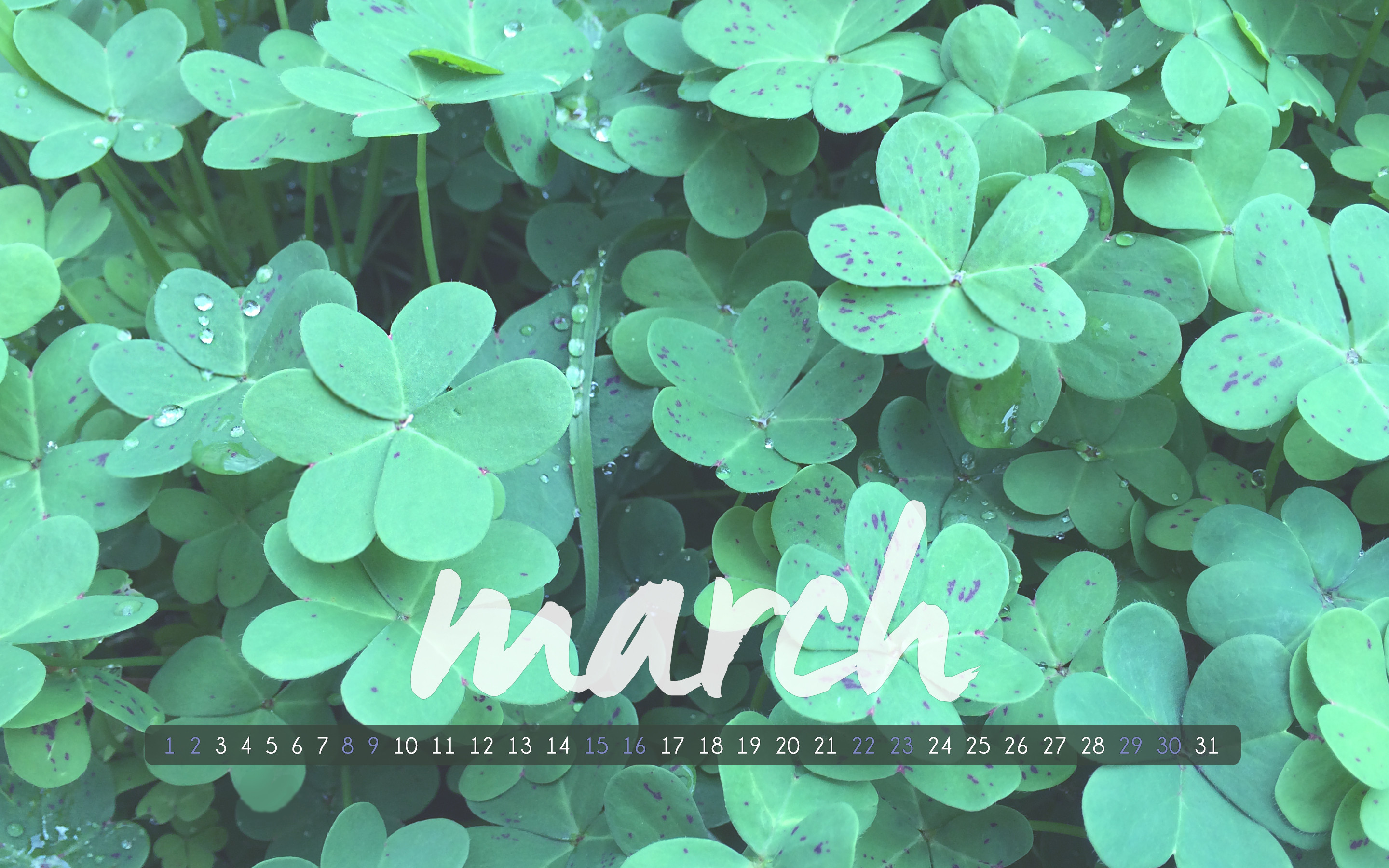 march wallpaper,green,leaf,shamrock,flower,plant