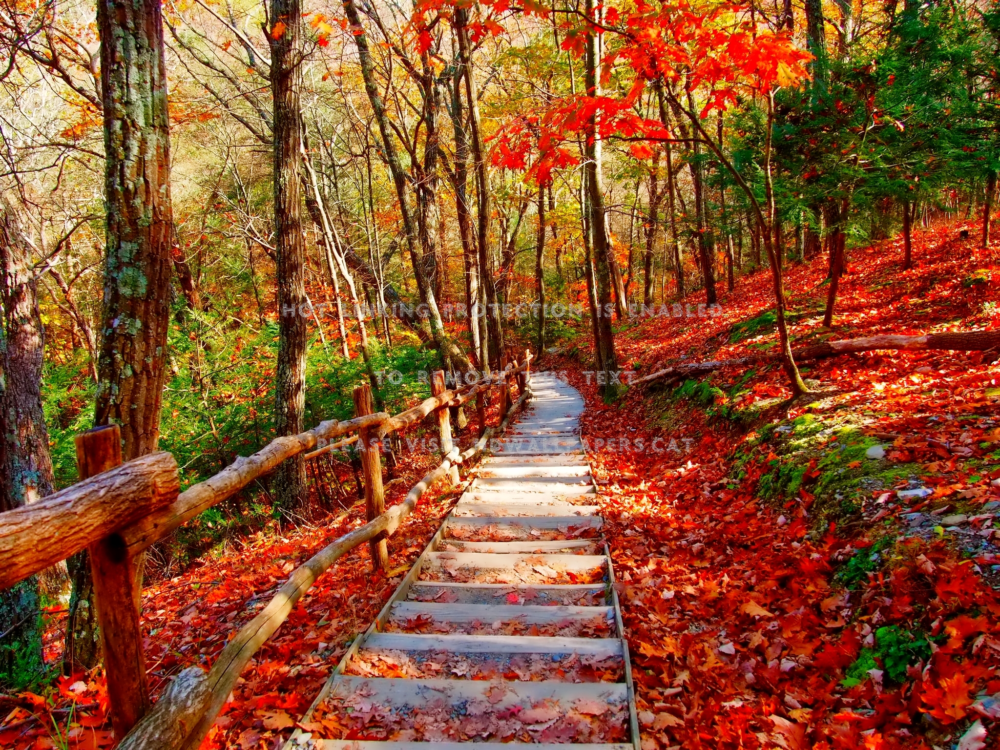 carta da parati di ottobre,paesaggio naturale,natura,albero,foresta di latifoglie nordiche,autunno