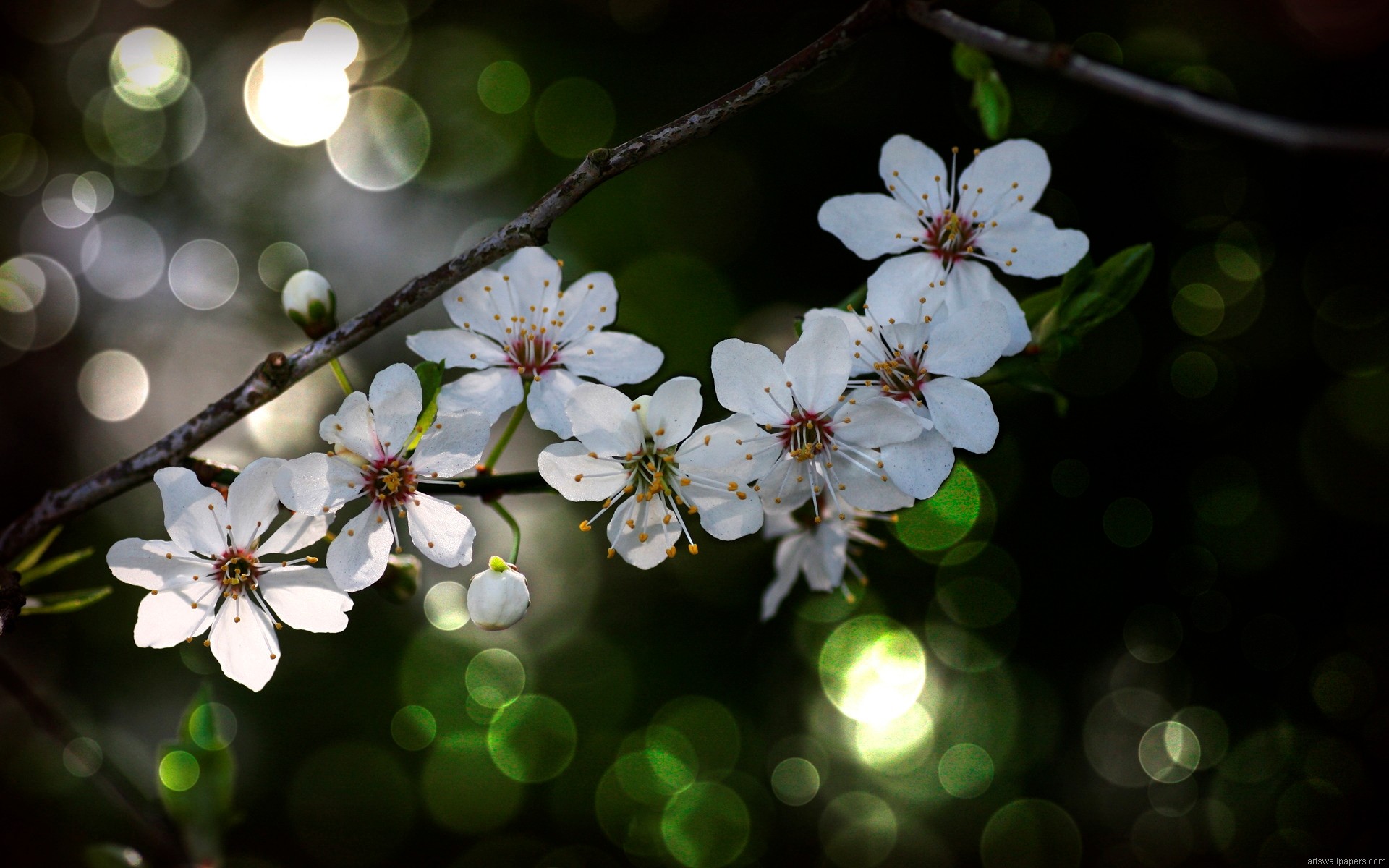 fond d'écran hd pour plein écran de bureau,fleur,fleur,blanc,printemps,plante