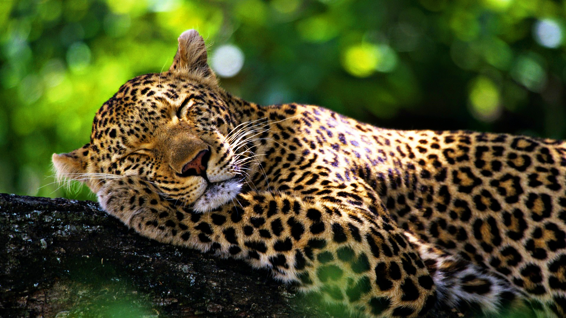 carta da parati giaguaro,animale terrestre,natura,giaguaro,leopardo,felidae