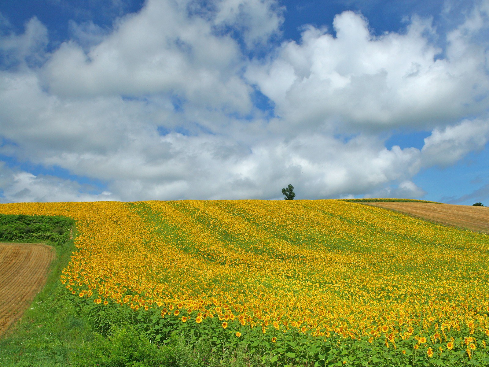 open wallpaper,field,natural landscape,grassland,nature,sky