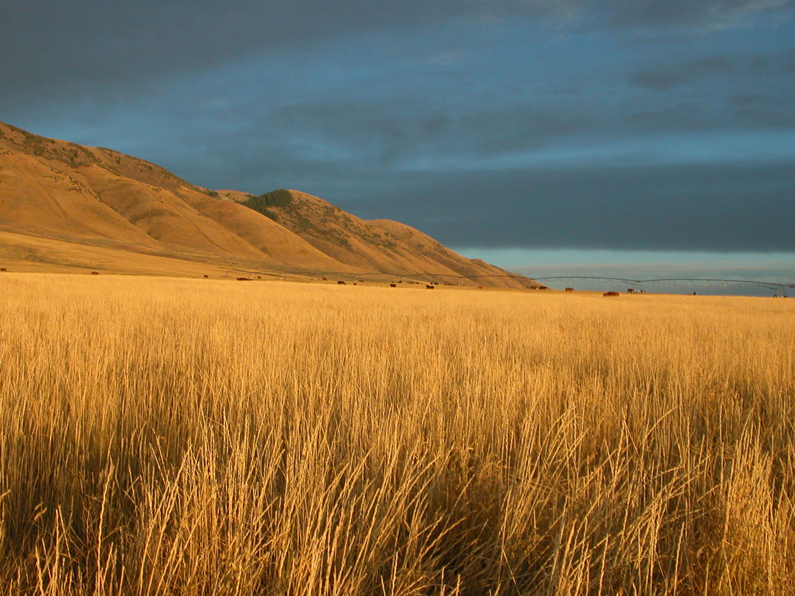 open wallpaper,grassland,nature,field,natural environment,prairie