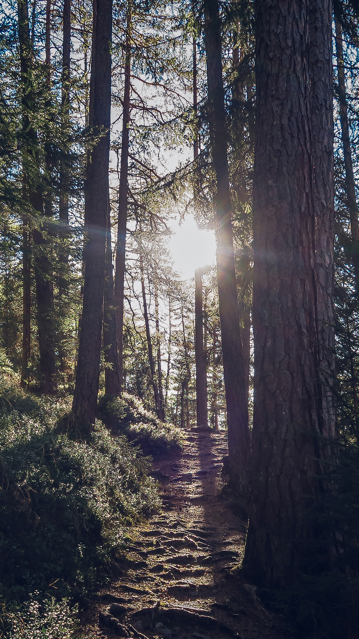 bosque fondo de pantalla para iphone,árbol,bosque,naturaleza,bosque de madera dura del norte,luz del sol